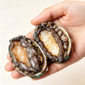 Hand holding two whole abalone with shells and meat visible